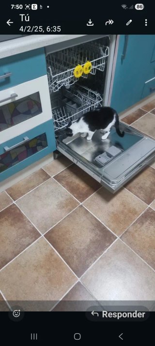 Cuidadora de mascotas