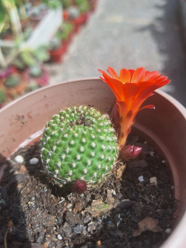 Cactus con flor naranja muy bonito