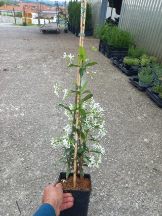 Lote de plantas: Hortensias, Jazmín para Guillermo