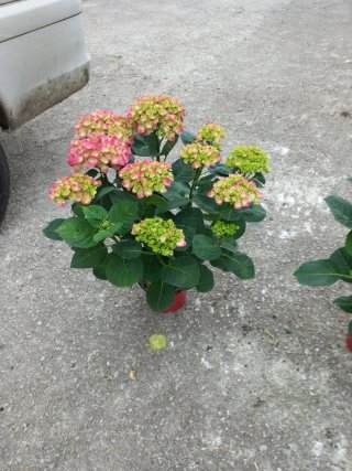 Lote de plantas: Hortensias, Jazmín para Guillermo