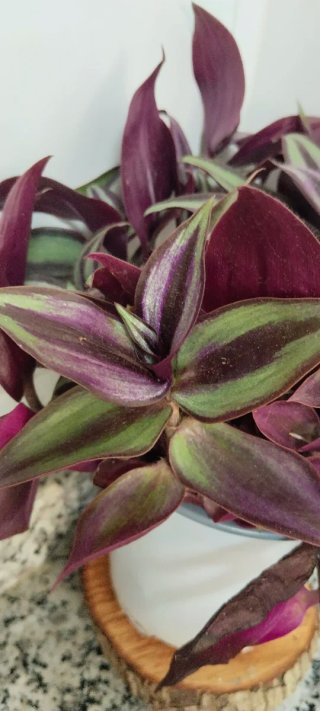 Planta Tradescantia zebrina en maceta