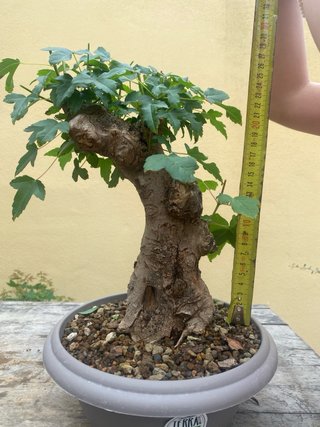 Bonsai Arce Burgeriano