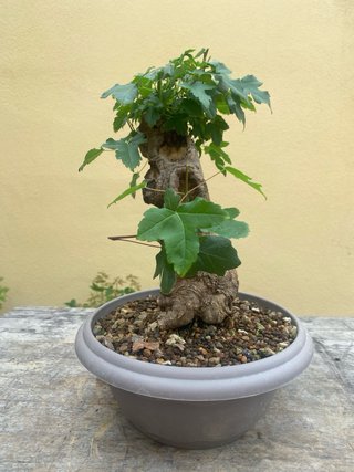 Bonsai Arce Burgeriano