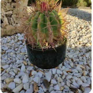 Cactus en maceta negra
