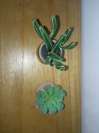 Suculenta y cactus de plástico.
