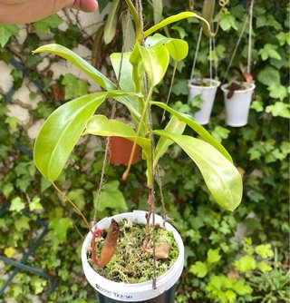 Nepenthes vetrata x Alata Planta Carnívora
