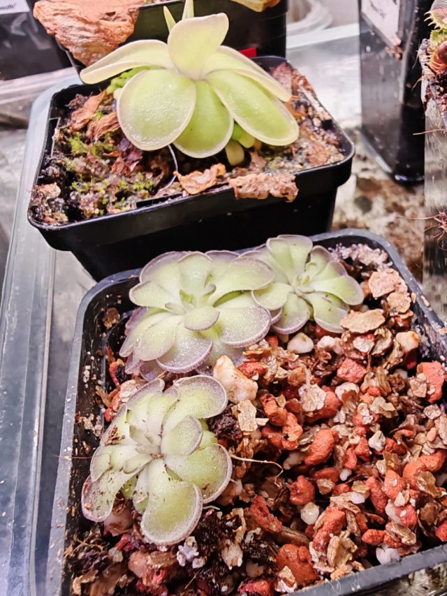 Pinguicula Cyclosecta