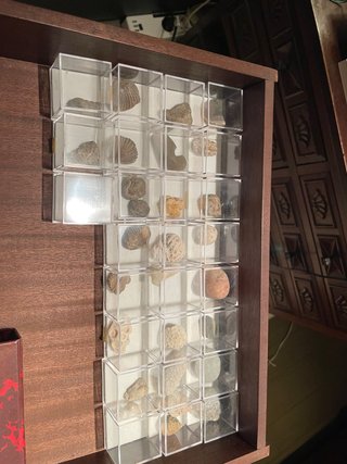 Collezione di fossili di conchiglie e coralli