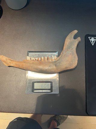 Mandíbula Fósil Bisonte Pleistoceno