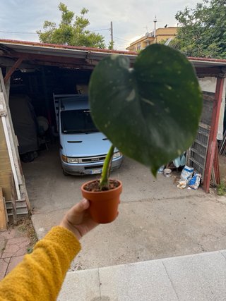 Monstera Thai Constellation - In crescita
