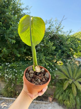 Monstera Thai Constellation - In crescita