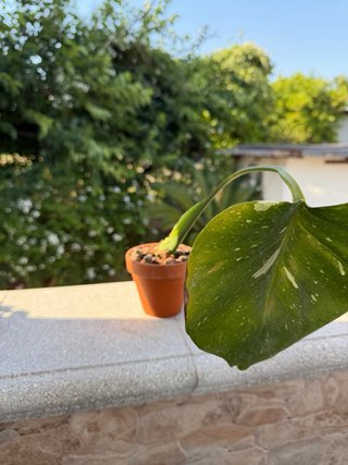 Monstera Thai Constellation - In crescita