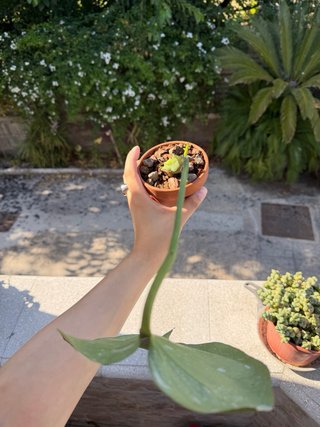 Monstera Thai Constellation - In crescita