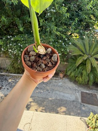 Monstera Thai Constellation - In crescita