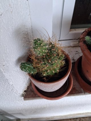 Cactus diferente variedad