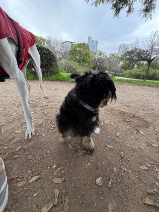 Paseador de perros