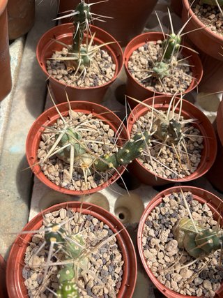 Cactus Tephrocactus  vari