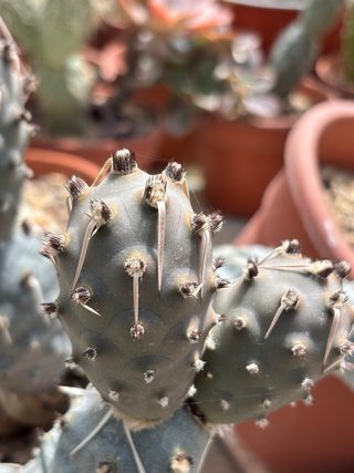 Cactus Tephrocactus  vari