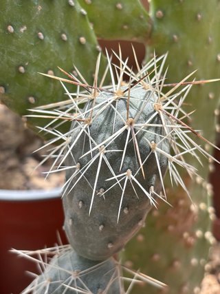 Cactus Tephrocactus  vari
