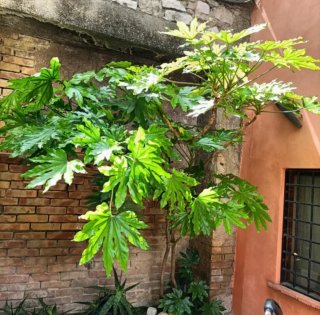 Talea Fatsia Japonica Grande