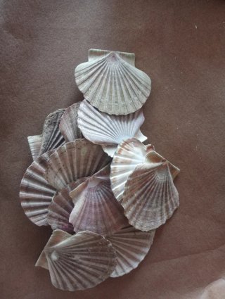 12 Conchas de Vieira Grandes planas