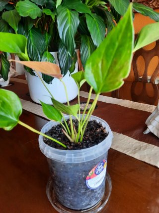 Planta de interior