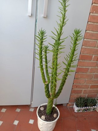 Cactus precioso en maceta blanca