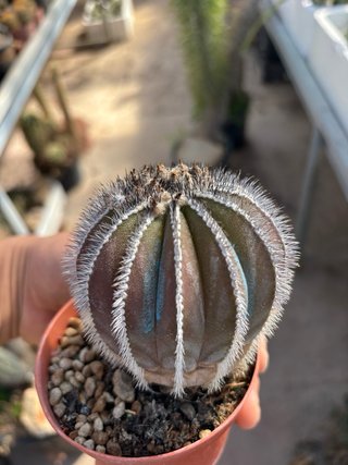 Cactus Uebelmannia Pectinifera