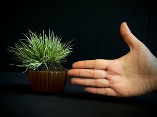 Planta ornamental pequeña