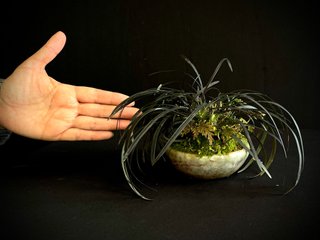Ophiopogon planta de acento