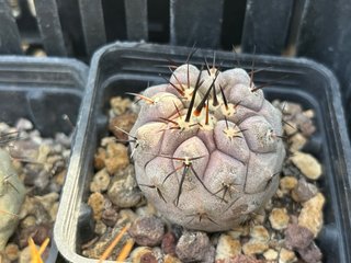 Copiapoa cinerea cactus
