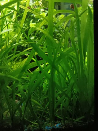 Pianta Vallisneria acquario