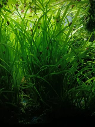 Pianta Vallisneria acquario