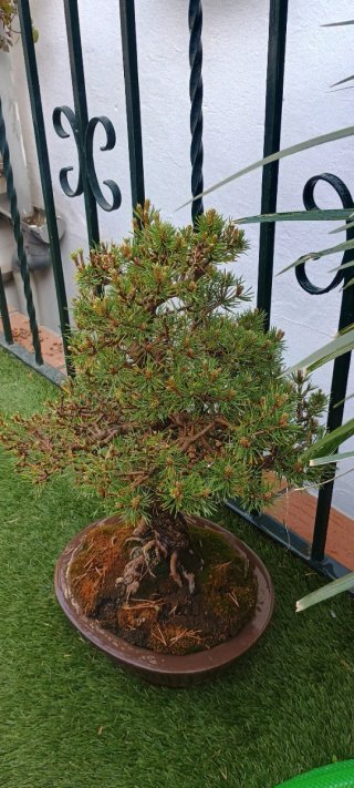 Bonsái Pino Silvestre 50cm Nebari 6cm