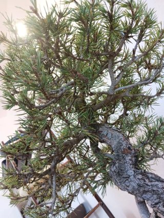 Bonsái Pino Silvestre 50cm Nebari 6cm