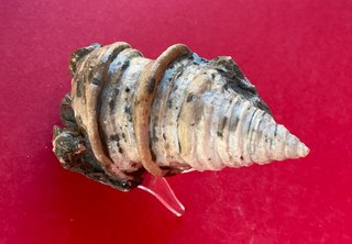 Gasterópodo Fosil.Glauconia pizcuetana. Aptiense.