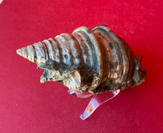 Gasterópodo Fosil.Glauconia pizcuetana. Aptiense.