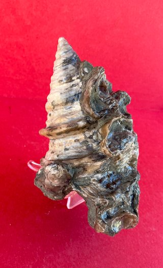 Gasterópodo Fosil.Glauconia pizcuetana. Aptiense.