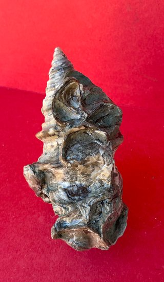 Gasterópodo Fosil.Glauconia pizcuetana. Aptiense.