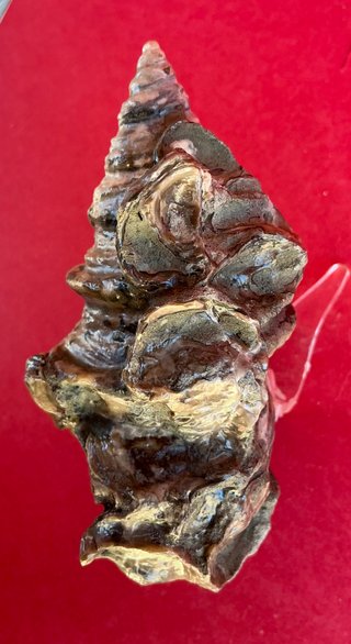 Gasterópodo Fosil.Glauconia pizcuetana. Aptiense.
