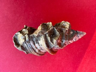 Gasterópodo Fosil.Glauconia pizcuetana. Aptiense.