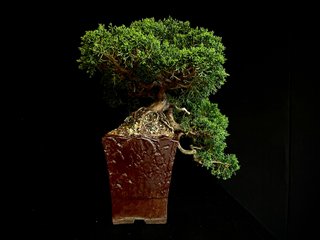 Bonsái Juniperus Chinensis Kishu