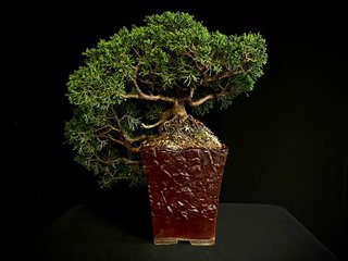 Bonsái Juniperus Chinensis Kishu