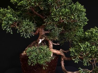 Bonsái Juniperus Chinensis Kishu