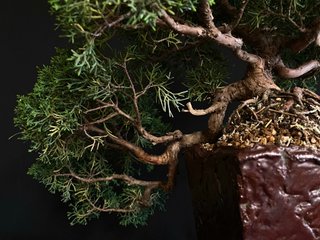 Bonsái Juniperus Chinensis Kishu