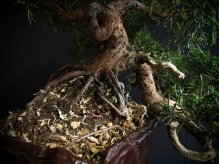 Bonsái Juniperus Chinensis Kishu
