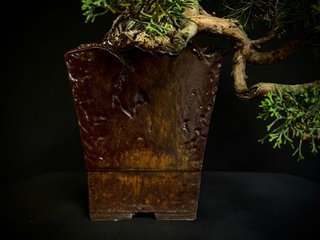 Bonsái Juniperus Chinensis Kishu