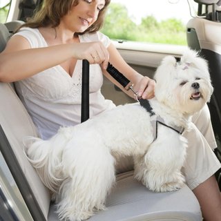 Cinturón Seguridad Coche Mascota