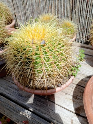 Cactus esférico con espinas amarillas