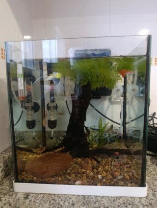 Acuario completo de cristal